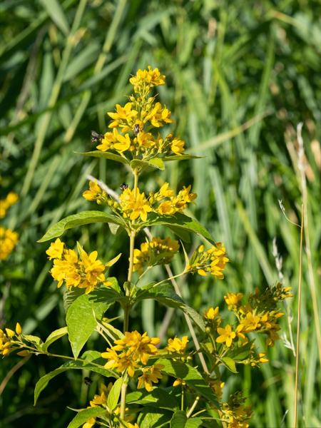 Grote wederik (Lysimachia vulgaris)